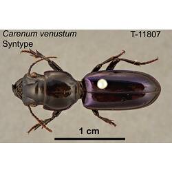 Beetle specimen, dorsal view.