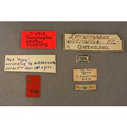 Entomology type specimen labels.