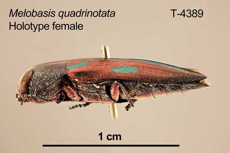 Jewel beetle specimen, female, lateral view.