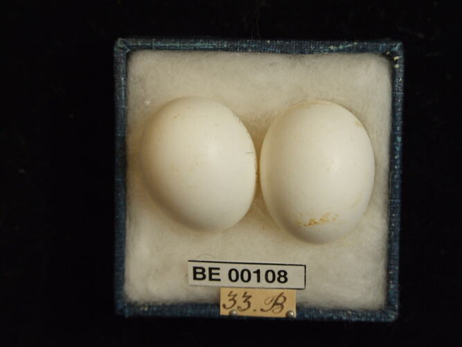 Two bird eggs and specimen label in box.