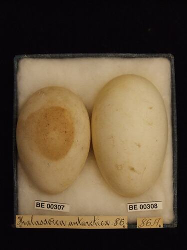 Two bird eggs with specimen labels in box.