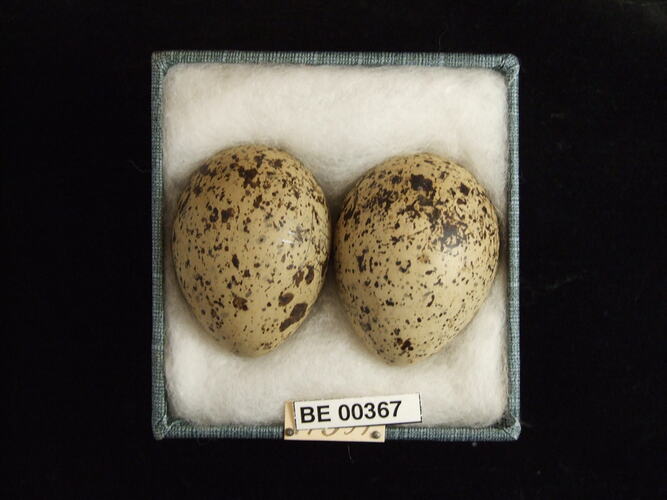 Two bird eggs with specimen labels in box.