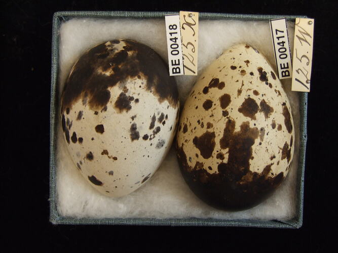 Two bird eggs with specimen labels in box.