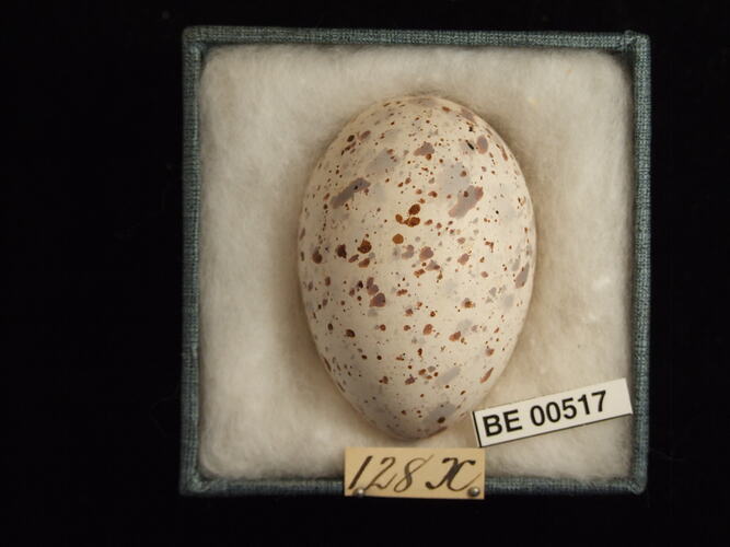 Bird egg with specimen labels in box.