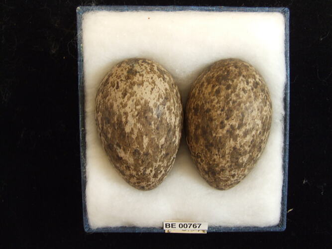 Two bird eggs with specimen labels in box.