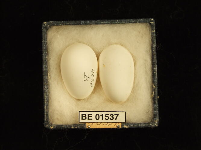 Two bird eggs in box with specimen labels.