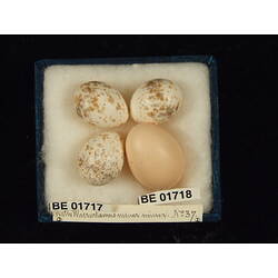 <em>Artamus minor derbyi</em>