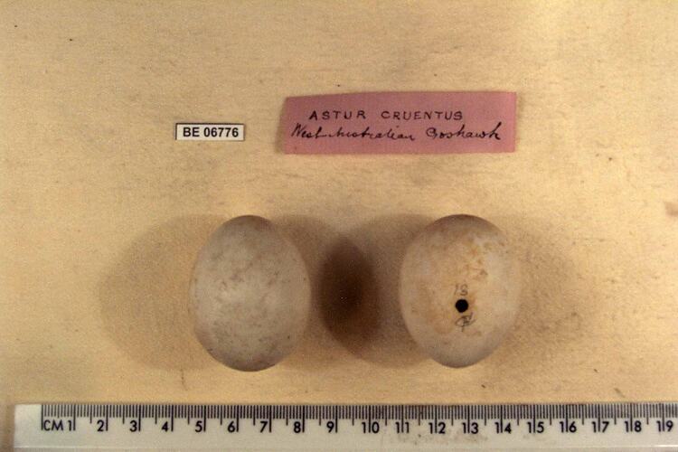 Two bird eggs with specimen labels beside ruler.