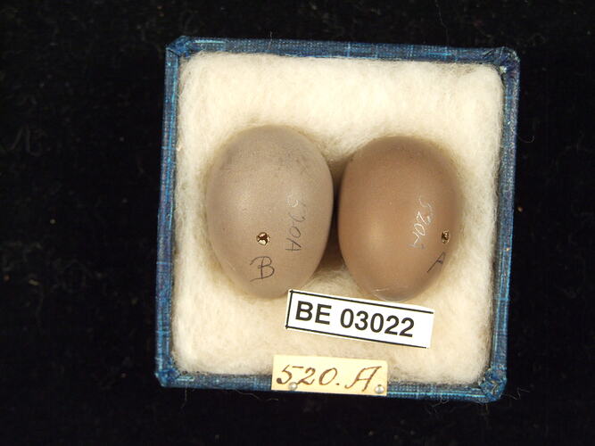 Two bird eggs in box with labels.