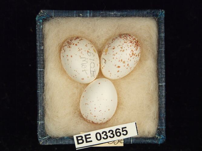 Three bird eggs in box with labels.