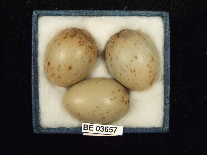 Three bird eggs in box with specimen labels.