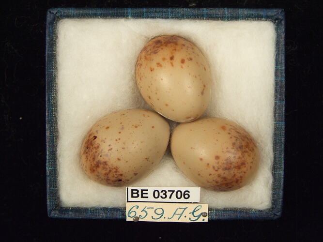 Three bird eggs in box with specimen labels.