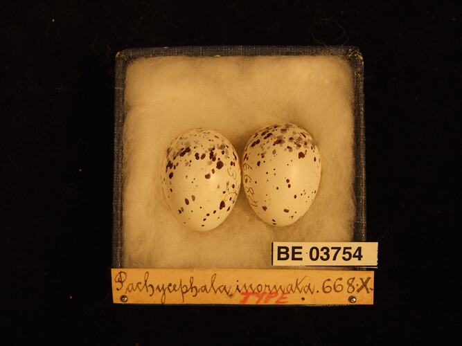 Two bird eggs in box with specimen labels.