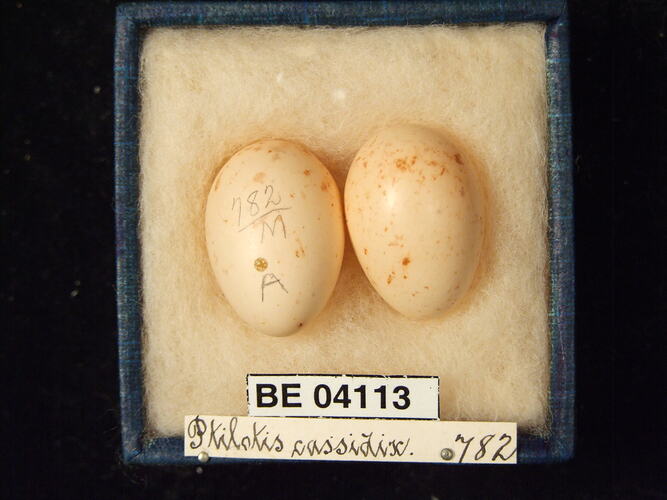 Two bird eggs in box with specimen labels.
