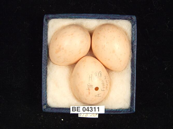 Three bird eggs in box with specimen labels.