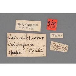 Entomology type specimen labels.