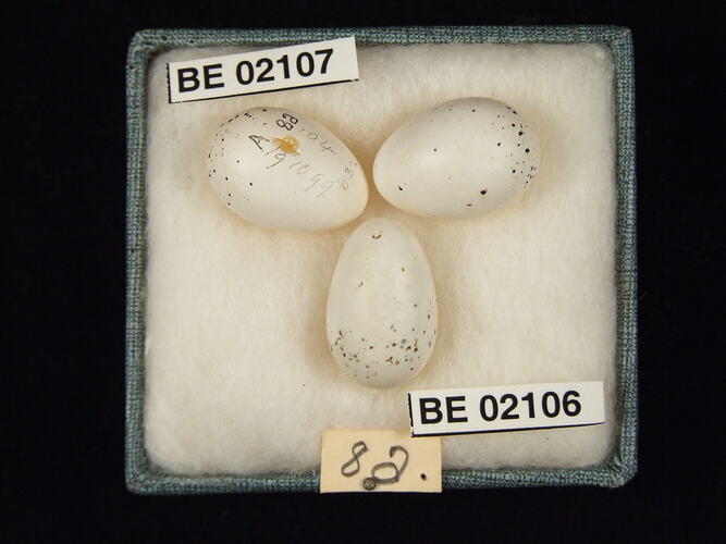 Three bird eggs with specimen labels in box.