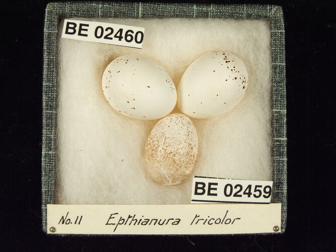 Three bird eggs with specimen labels in box.