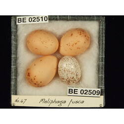 <em>Lichenostomus chrysops chrysops</em>