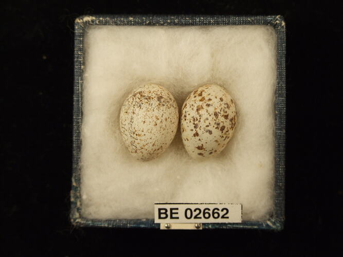 Two bird eggs with specimen labels in box.