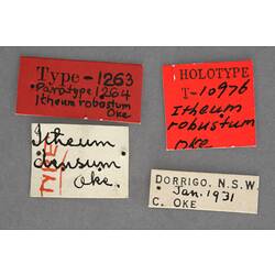 Entomology type specimen labels.