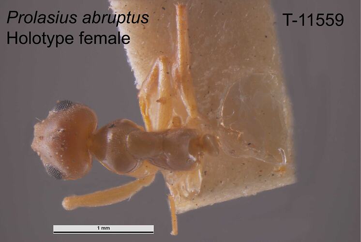 Ant specimen, female, dorsal view.