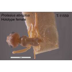 Ant specimen, female, dorsal view.