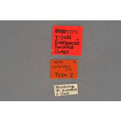 Entomology type specimen labels.