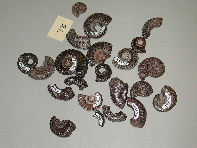 <em>Hysteroceras antipodeum</em>, ammonite.  Registration no. P 122012.