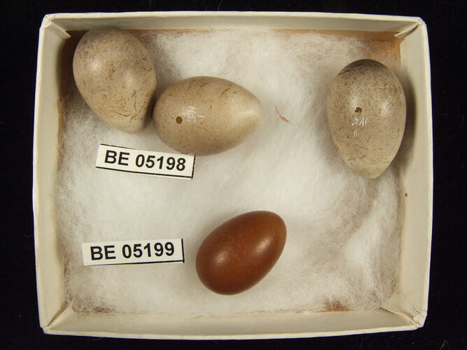 Four bird eggs with specimen labels in box.