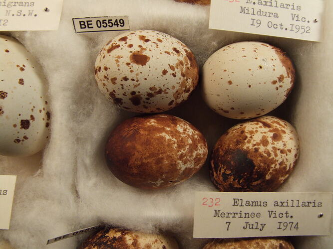 Close up of four bird eggs with specimen labels.