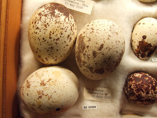 Close up of three bird eggs with specimen labels.