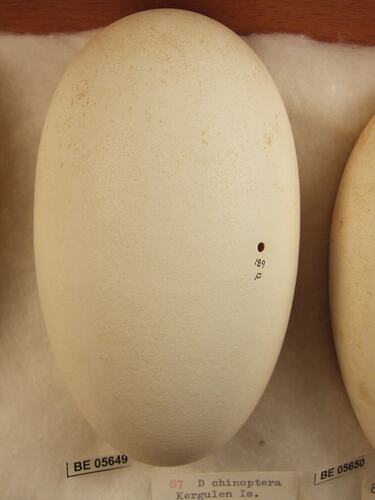 Close up of  bird egg in box.