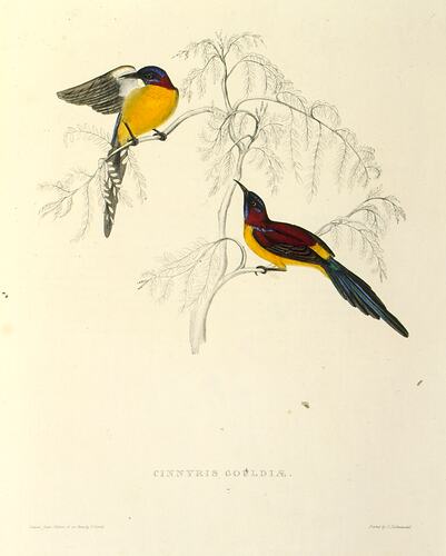 Aethopyga gouldiae