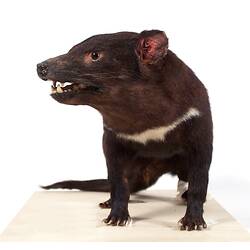 Front view of mounted Tasmanian Devil specimen.