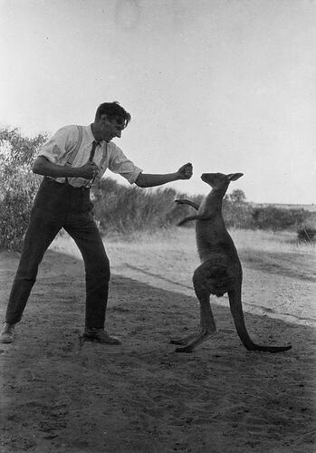 Man pretending to box a kangaroo.