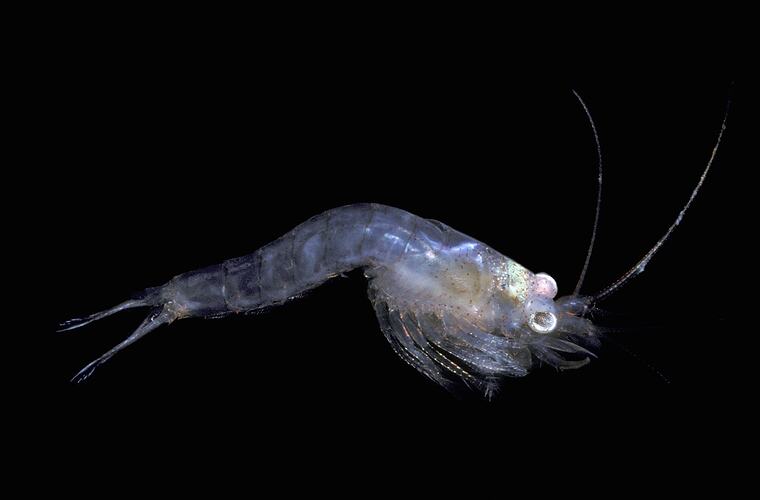 Side view of opossum shrimp.