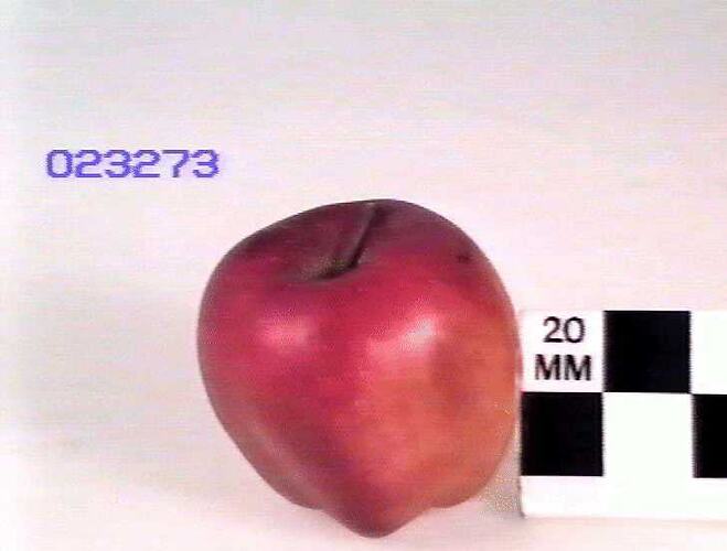 Model of red apple.