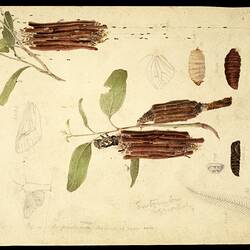 Faggot Case Moth, Clania ignobilis. Drawing.