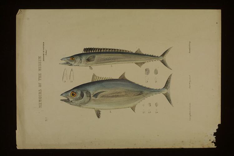 Southern Bluefin Tuna, Thunnus maccoyii and Barracouta, Thyrsites atun.