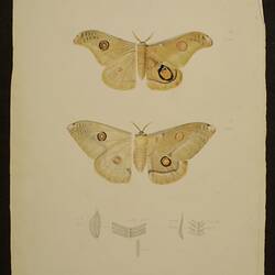 Coloured drawing of two butterflies.