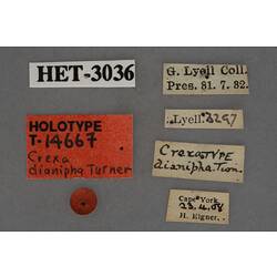 Entomology type specimen labels.
