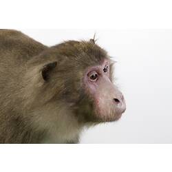 Side view of Japanese Macaque specimen's head.