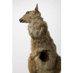 Front view of mounted wallaby specimen.