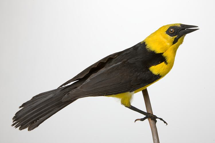 <em>Gymnomystax mexicanus</em>, Oriole Blackbird, mount.  John Gould Collection.  Registration no. 14078.