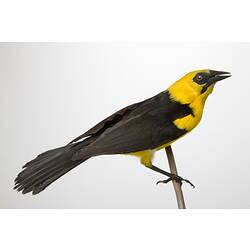 <em>Gymnomystax mexicanus</em>, Oriole Blackbird, mount.  John Gould Collection.  Registration no. 14078.