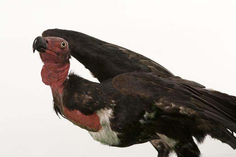 Black bird with bald red head and neck, mounted standing with wings spread.