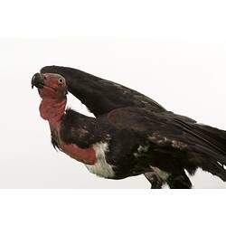 Black bird with bald red head and neck, mounted standing with wings spread.