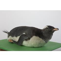 <em>Pygoscelis papua papua</em>, Gentoo Penguin, mount.  Registration no. B 21023.