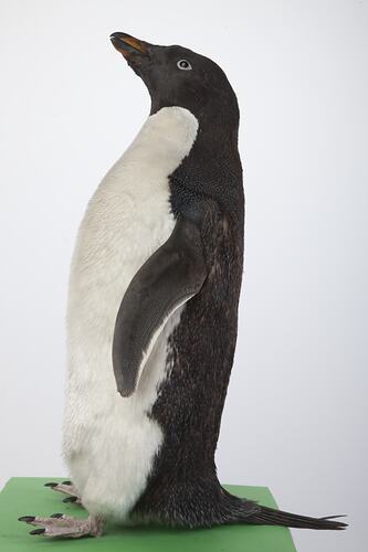 <em>Pygoscelis adeliae</em>, Adelie Penguin, mount.  Registration no. B 33030.